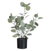 Eucalyptus I Kruka Liten