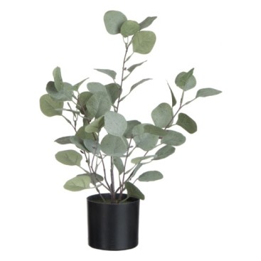 Eucalyptus I Kruka Liten