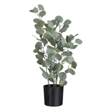 Eucalyptus I Kruka Stor