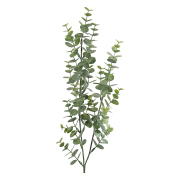 eucalyptus-kvist-1