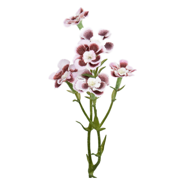 Blomkvist Borstnejlika Mörkrosa/vit