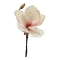 Blomkvist Magnolia Rosavit