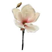 Blomkvist Magnolia Rosavit