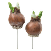 blomsterlok-hyacint-stick---blomdekoration-1