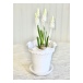Konstgjord Blomma Pärlhyacint Vit