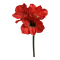 Amaryllis Ljusröd Kvist - Konstväxt
