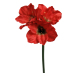 Amaryllis Ljusröd Kvist - Konstväxt