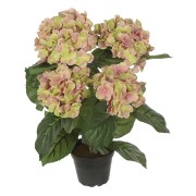 hortensia-rosagron-5-stanglar---konstvaxt-1