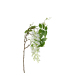 Visteria Blomkvist - Konstväxt