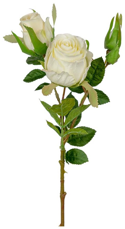 Produktfoto för Ros snittblomma vit