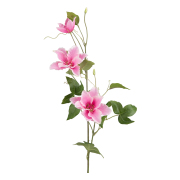 blomkvist-klematis-rosa-1