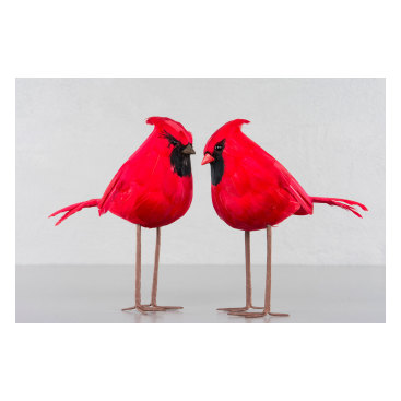 Fågel Cardinal Röd